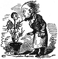 Greeley Examines a Familiar Weed